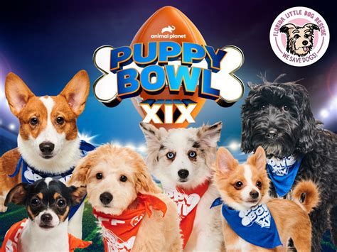 PUBLISHED: January 11, 2023 at 6:00 a.m. | UPDATED: January 11, 2023 at 1:55 p.m. The cutest four-legged players around will assemble on the miniature gridiron Sunday, Feb. 12, for Puppy Bowl XIX ...